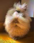 Karzełek teddy, królik miniaturka, angora
