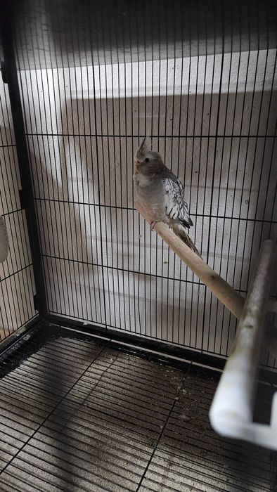 Caturras em excelente estado