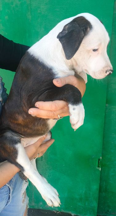 Дівчинка амстаффа