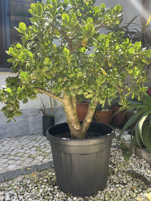 Jade sucolenta em vaso