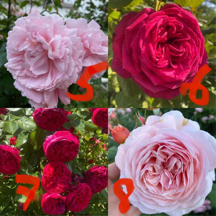 Розы английские