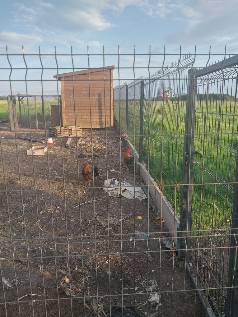Zamienię 2 koguty liliputki