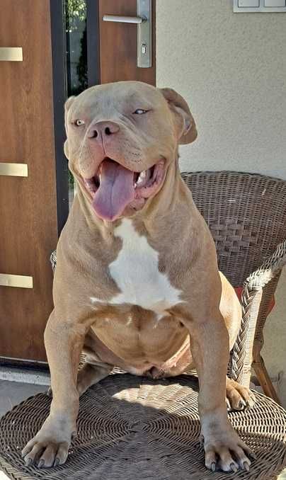 American bully xl suczka 9 mies,  lilac