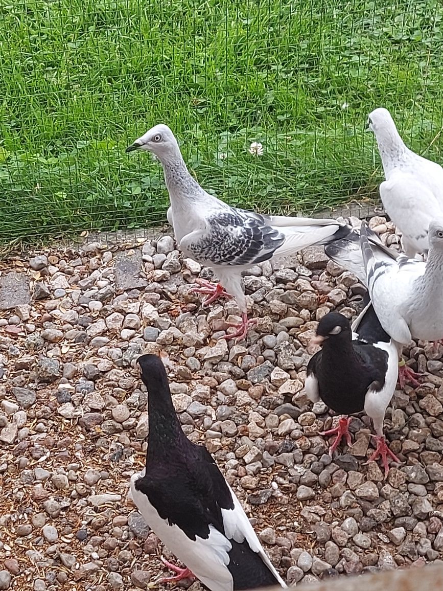 Srebrniaki,Pasiaki,Jarzebiak