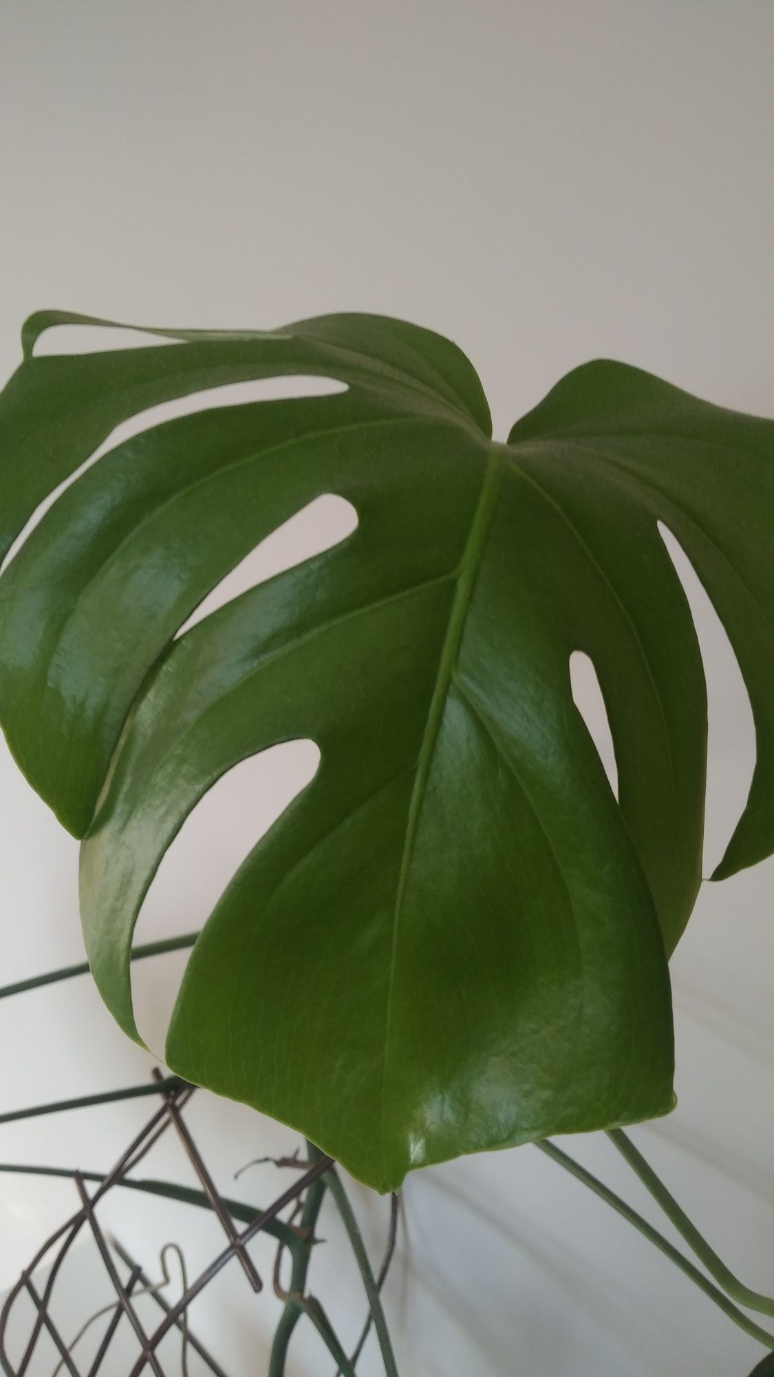 Monstera duży  kwiat