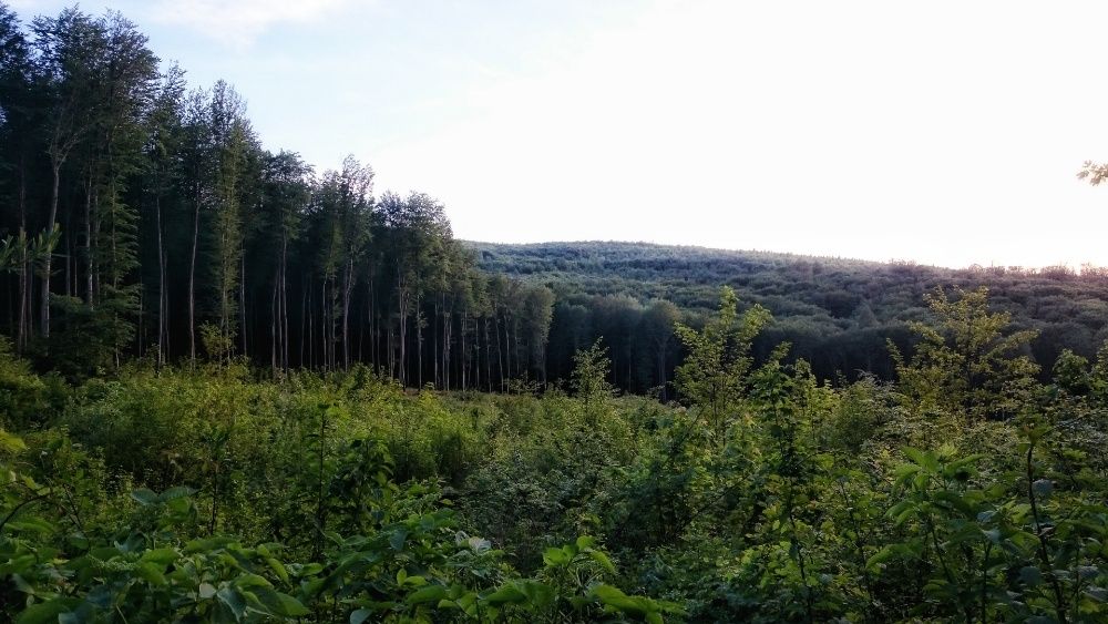 Ділянка Цецино Чернівці