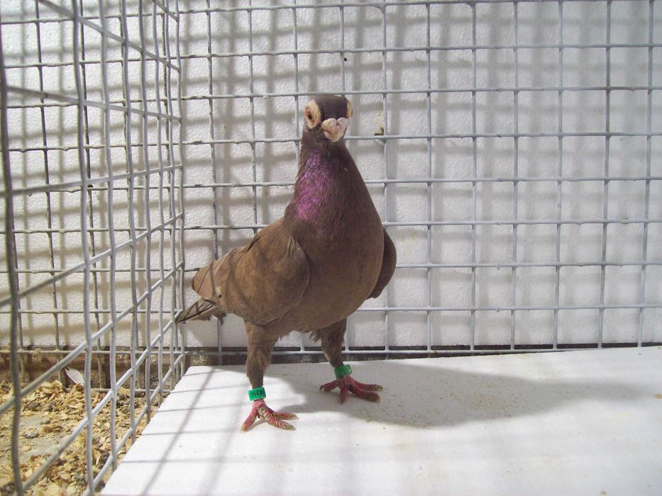 Brodawczak , brodawczaki