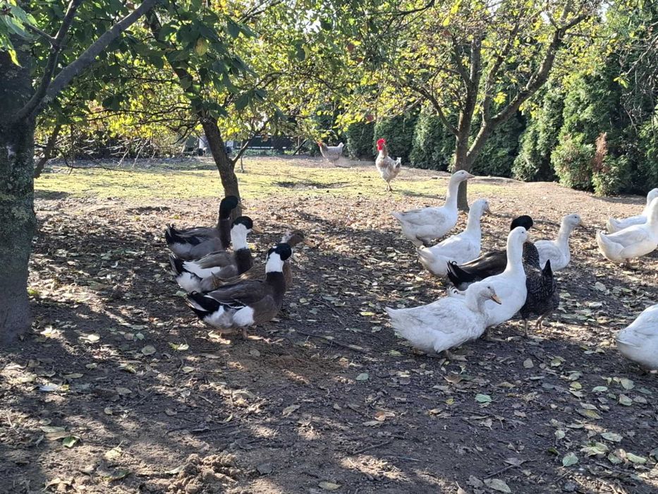 Sprzedam indyki, perlice i kaczki