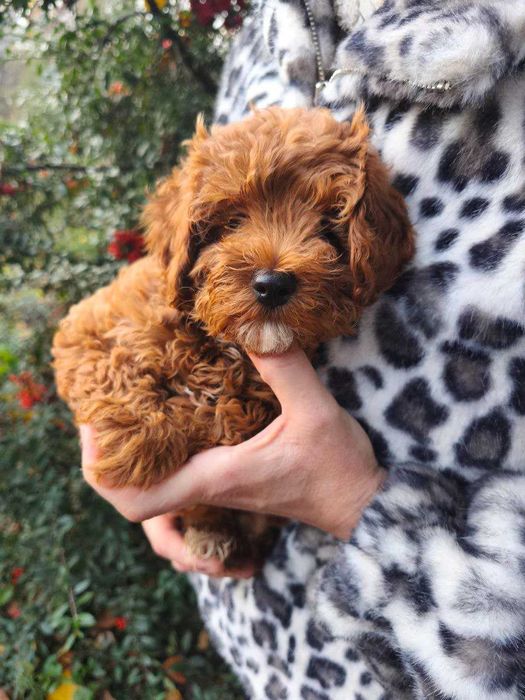 Мальтипу цуценята