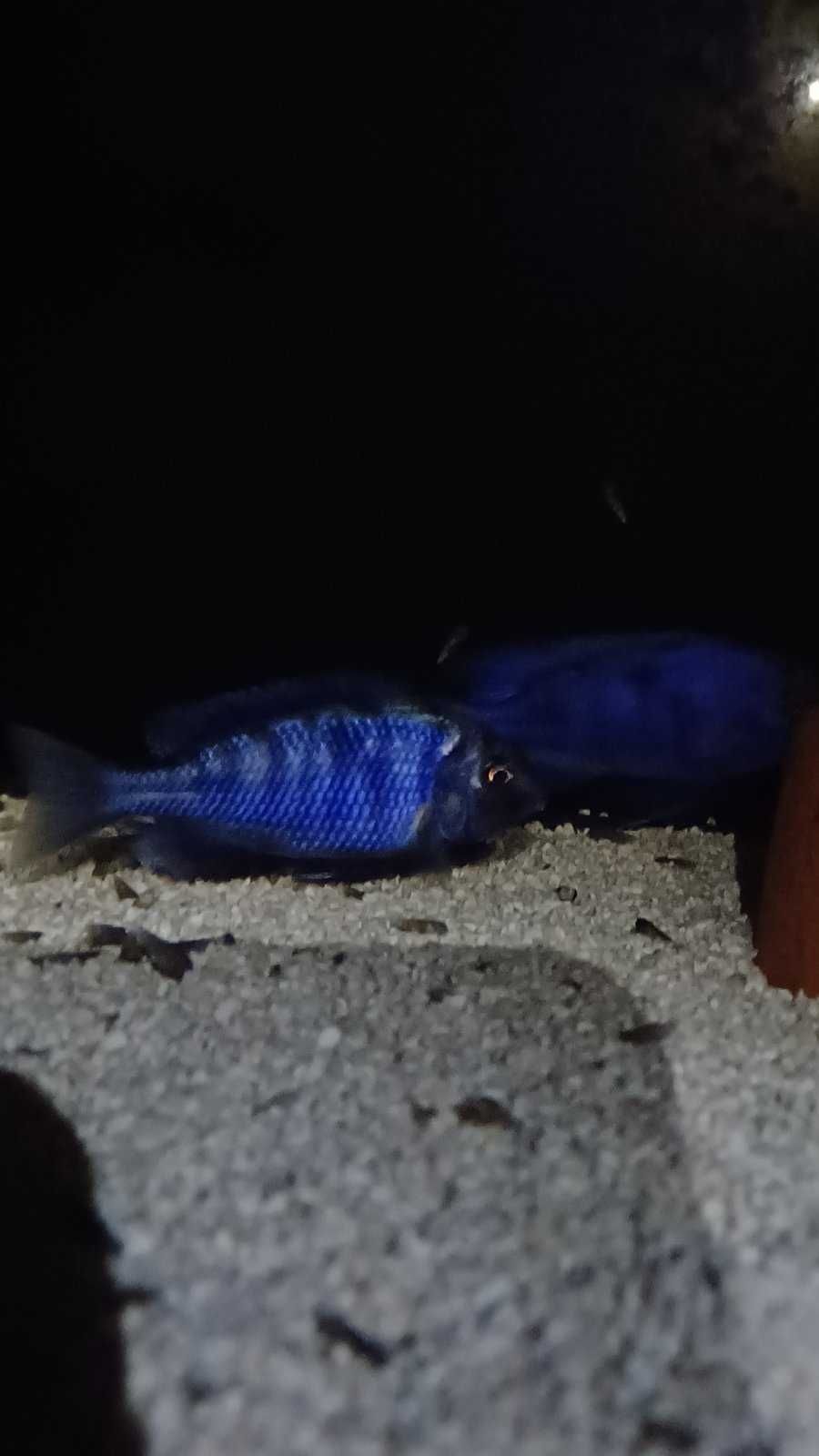 Cicllidios africanos - Cyrtocara Moorii (Blue Golfinho)