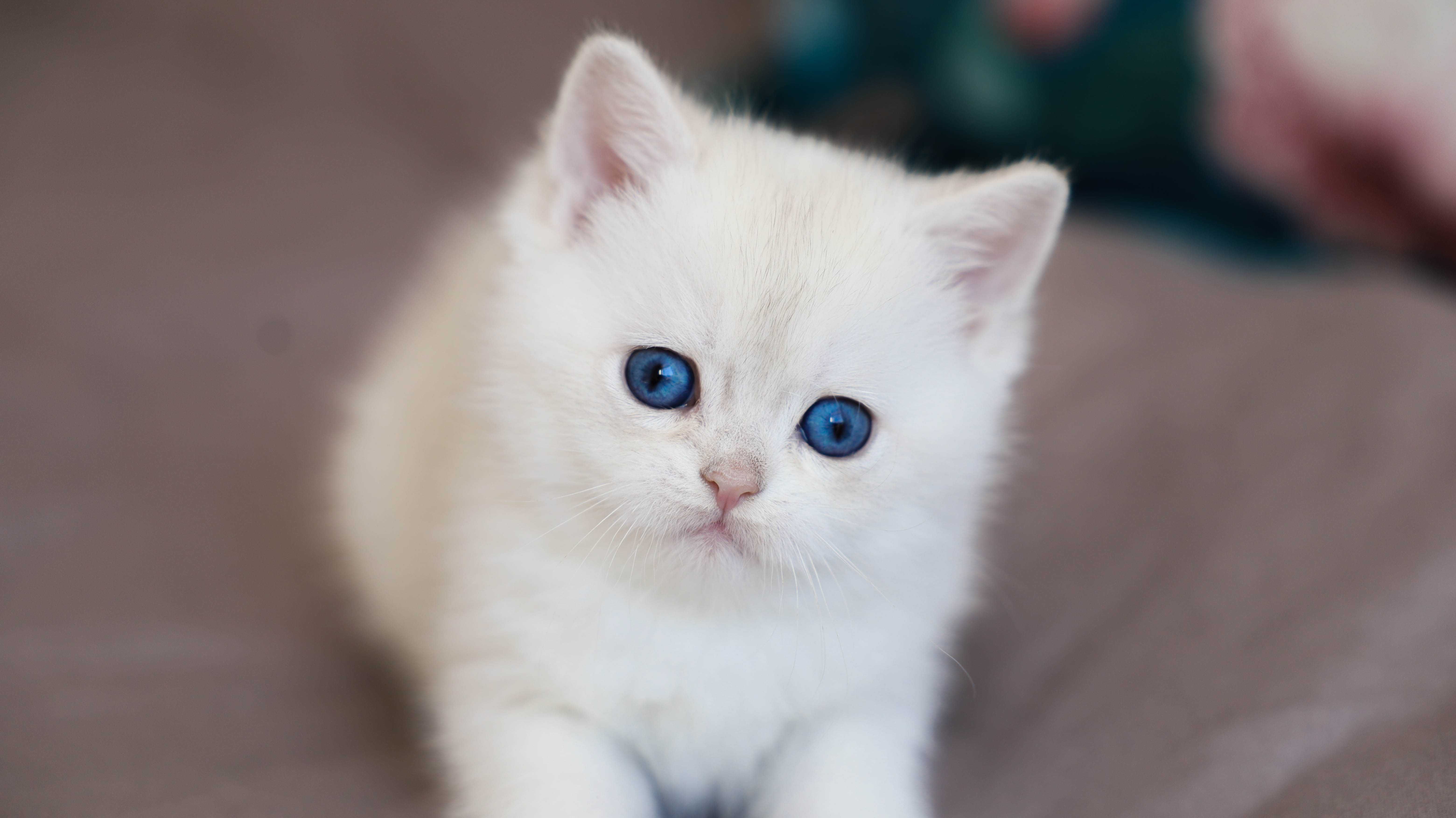 Do rezerwacji - rodowodowy Kociak brytyjski Point z Niebieskimi oczami