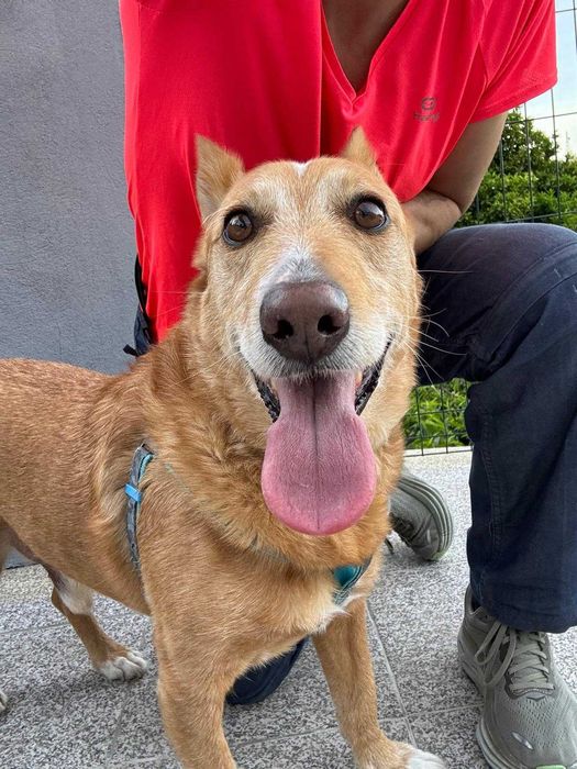 Deco para adoção responsável