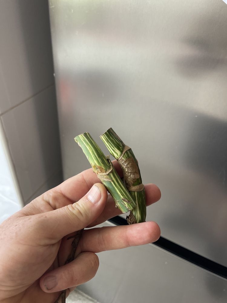 Monstera variagata