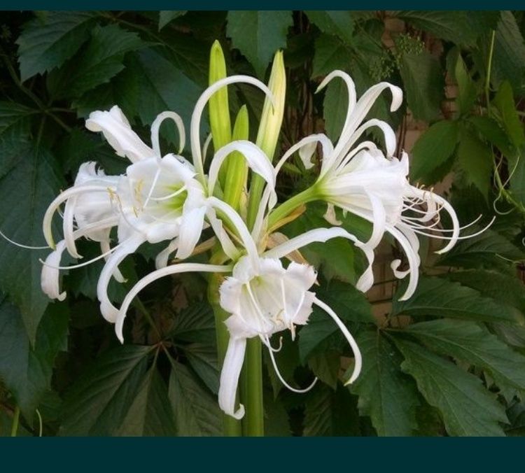 Квітка Гіменокалліс