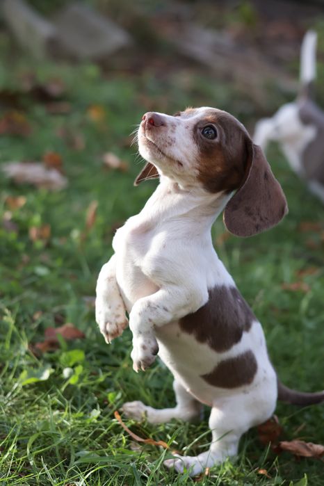 Szczeniak jamnik piebald/ nie merle
