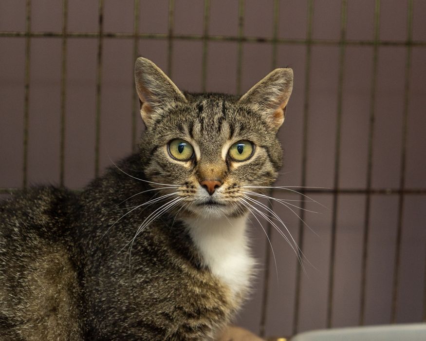 ELZA– śliczna, miła i chętna na głaski koteczka szuka domu/Poznań