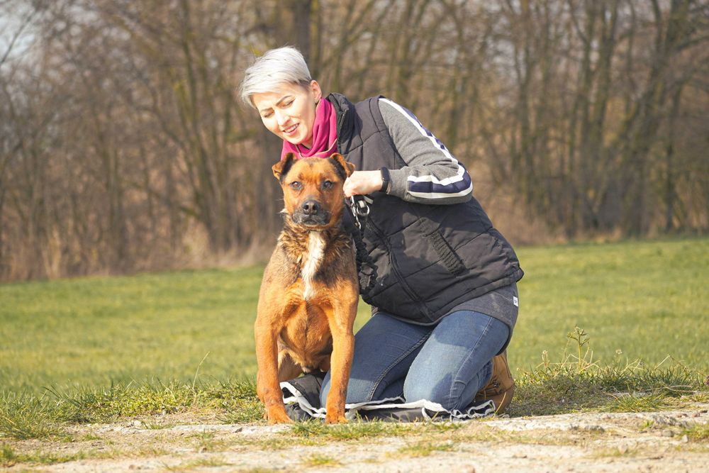 Mateo - starszy psiak szuka domu