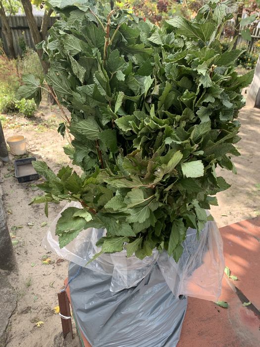 Саженцы черной смородины