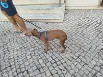 Doa se 02 Galgos Picole Italiano pequenos