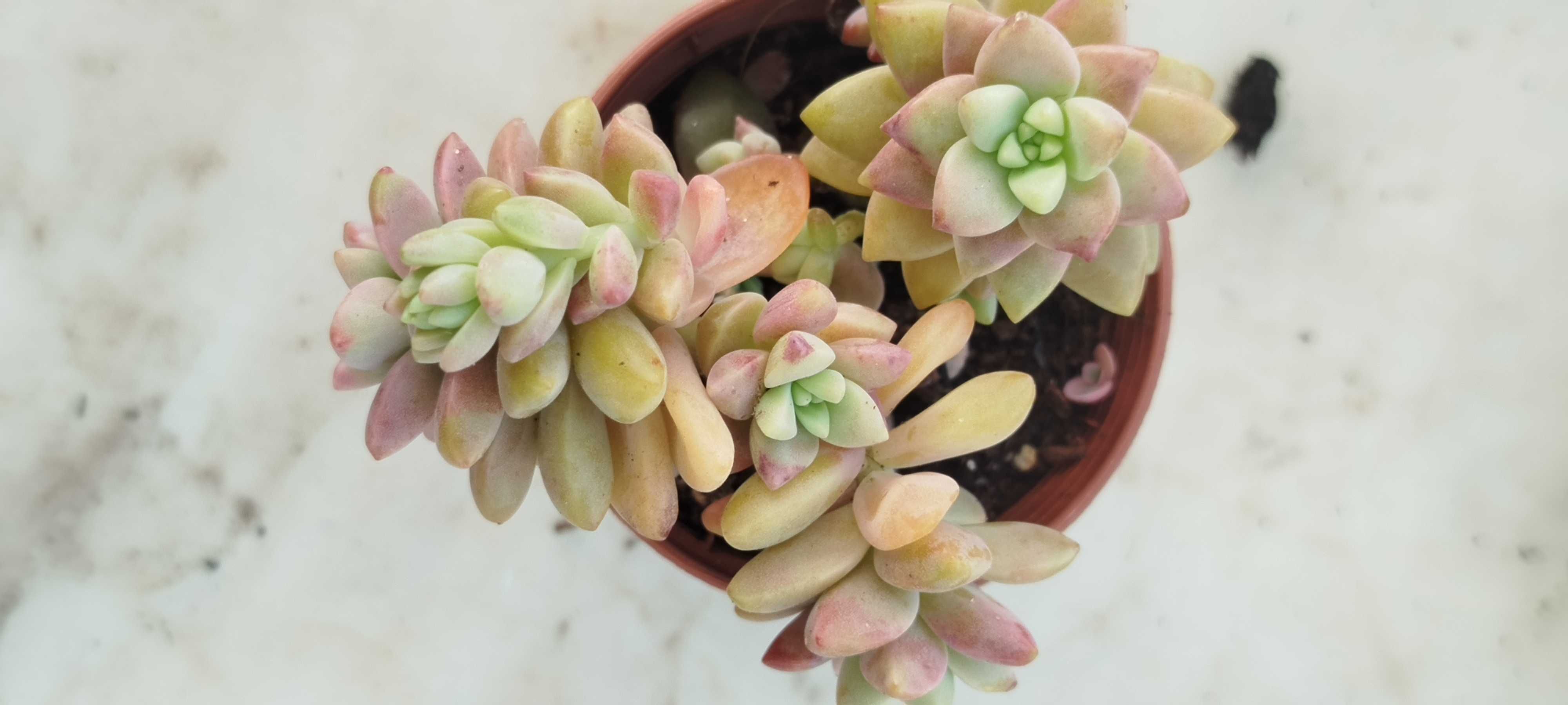 Suculenta a 1.50€