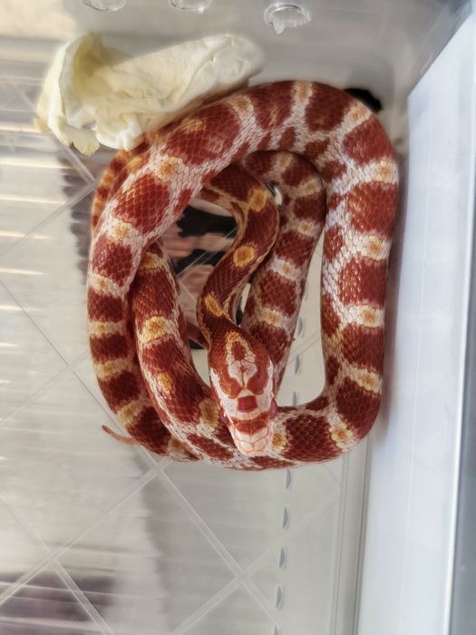 Wąż zbożowy amel RF (?) het anery scaleless ph motley/stripe samiczka