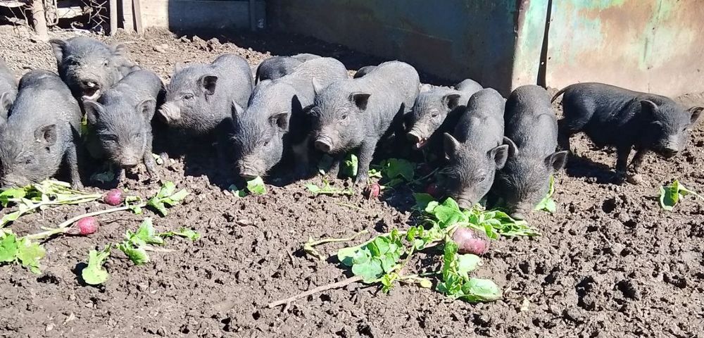 В'єтнамські поросята Вьетнамские поросята