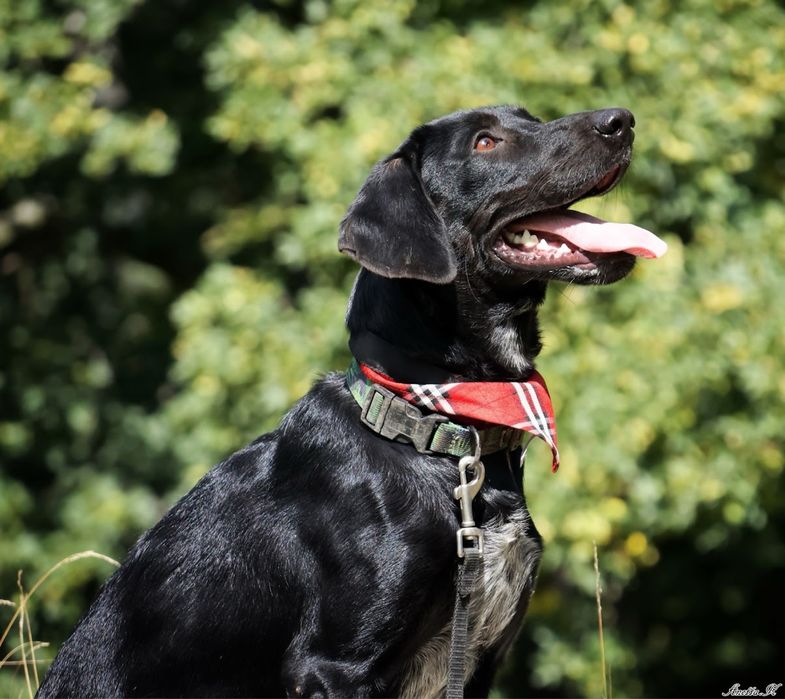 Roczny czarny mini mix labrador. Młody pies w schronisku do adopcji.