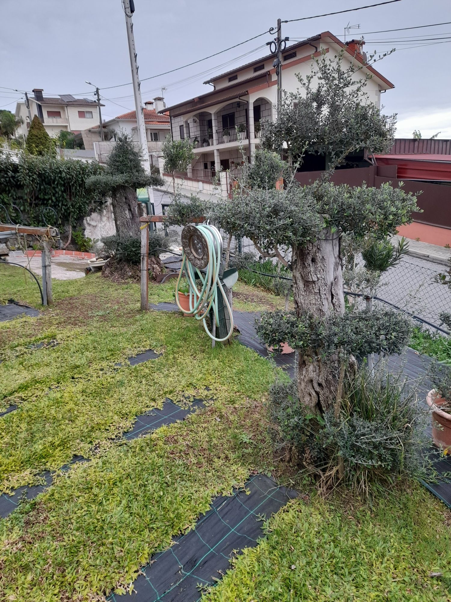Promoção de arvores de caroço envasadas,na compra de 5 oferecemos uma