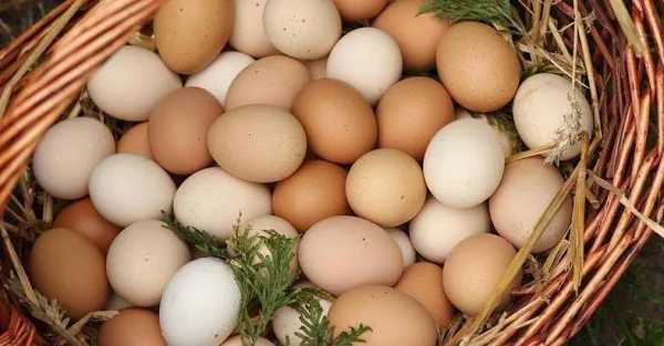 Jaja kurze z wolnego wybiegu 100 procent NATURALNE