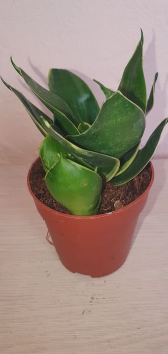 Сансевієрія  Ханні Sansevieria Hahnii