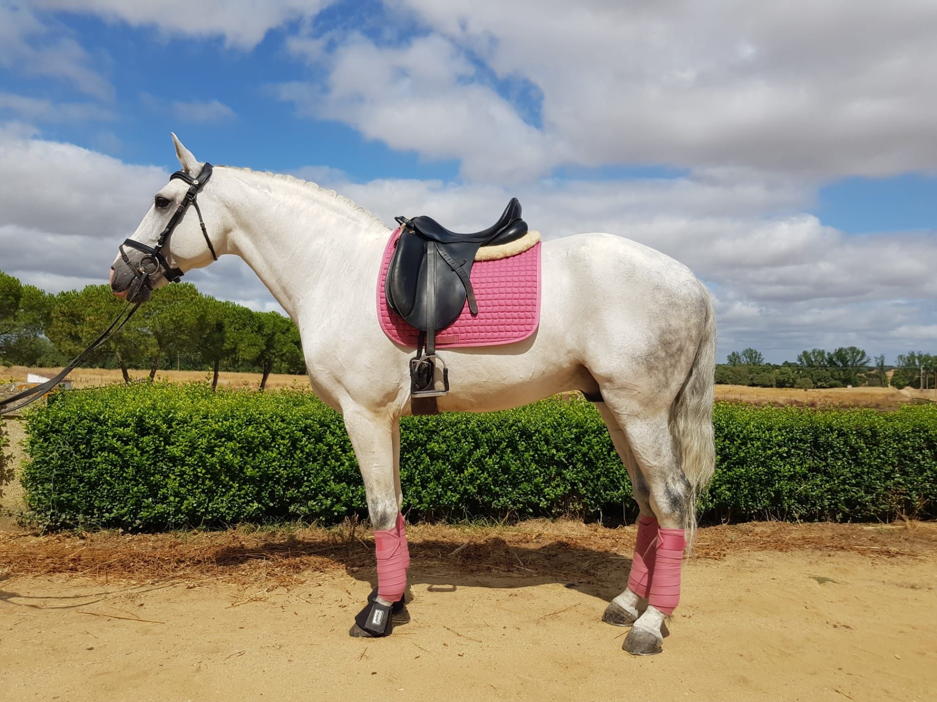 Cavalo Lusitano - Dressage