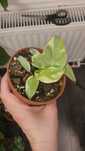 Philodendron burle marx lava