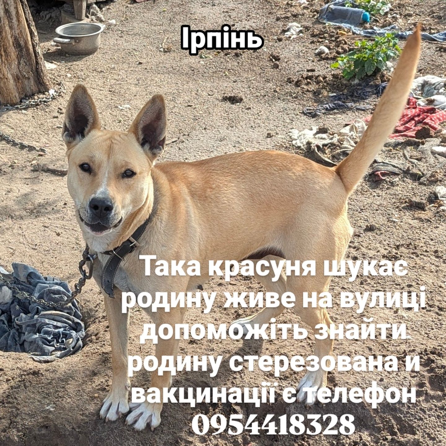 Собаки в добрі руки