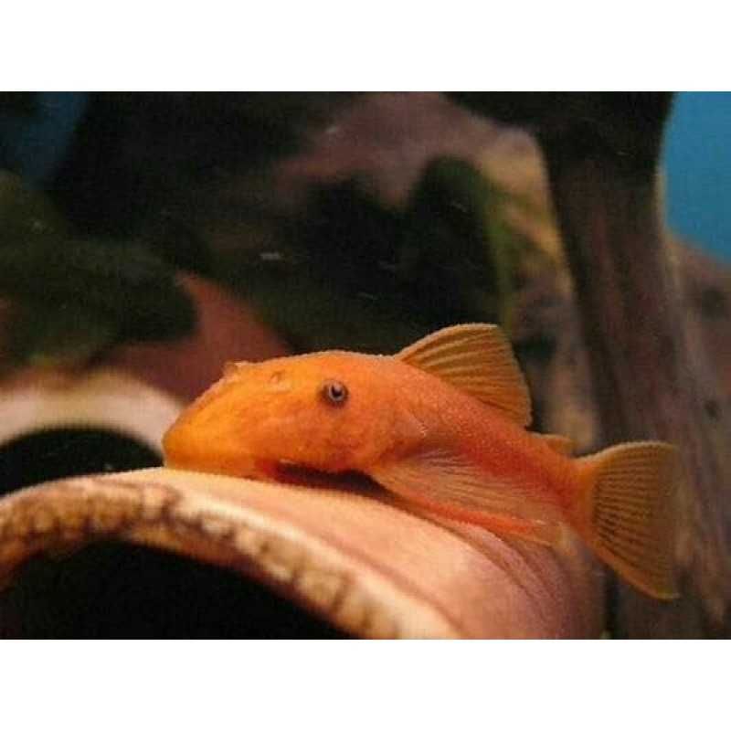 Zbrojnik czerwony - Ancistrus super red, ryba 4,5-5cm - Sklep AKWAREKS