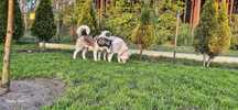 Siberian Husky ciąża potwierdzona, szczenięta w lipcu