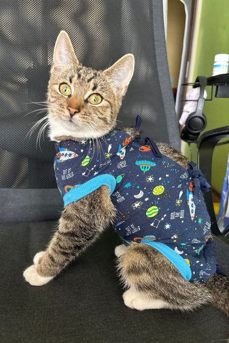 Delikatna i towarzyska kotka Leo czeka na swojego człowieka