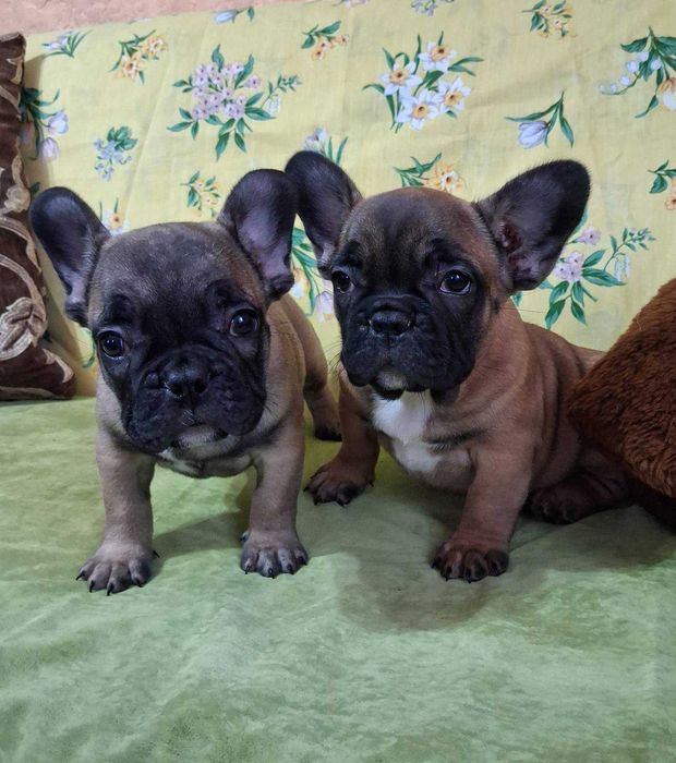 щенки французкий бульдог