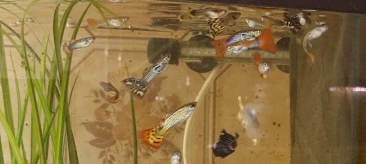 Vendo peixes guppys jovens com cores lindas