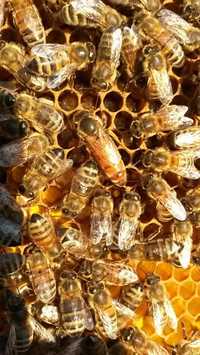 ELGON i PRIMORSKI Matki pszczele unasiennione odkłady wysyłka 2024 r