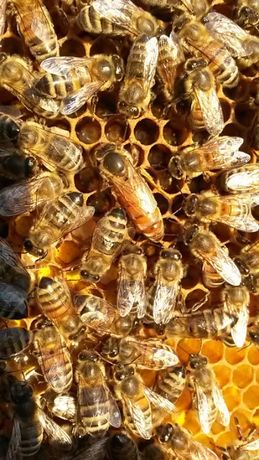 ELGON i PRIMORSKI Matki pszczele unasienione odkłady wysyłka 2023 r