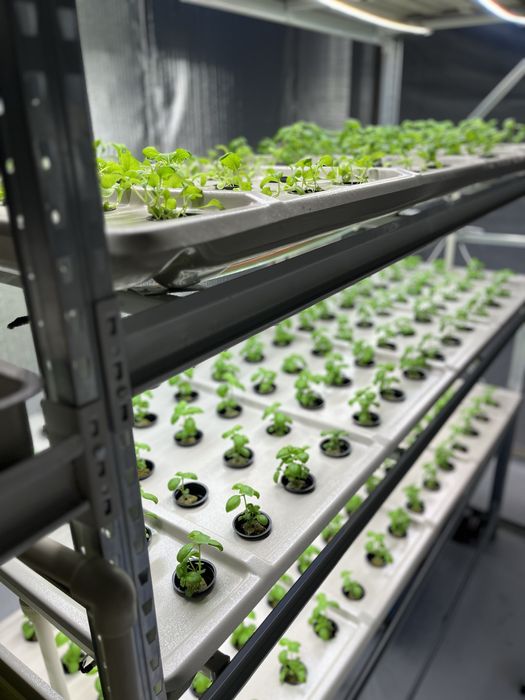 Лотки для гідрапоніки 195 см на 70 см