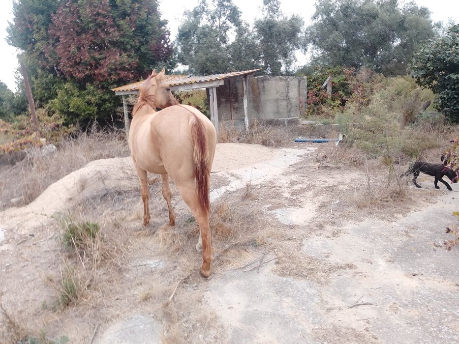 Égua 2 anos e meio está com 1,60 m a ser troca está perdendo