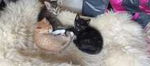 2 gatinhos e uma gatinha com 2 meses