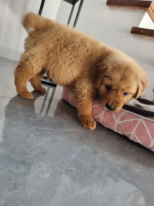 Chłopaki golden retriever ciemno złote