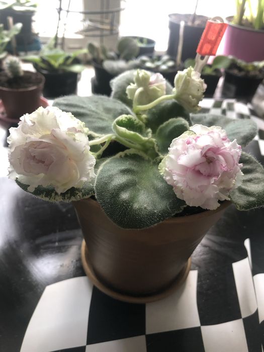 Фиалки, сенполии, листики