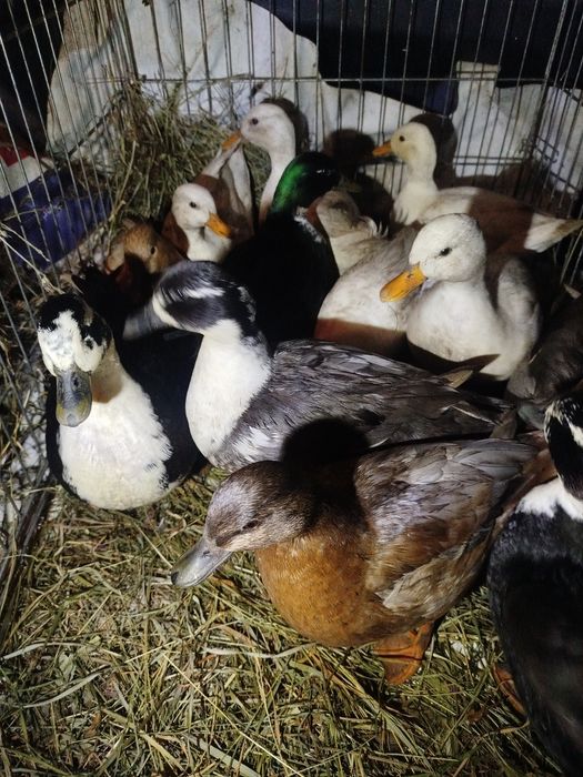 Kaczki żywe lub tuszki