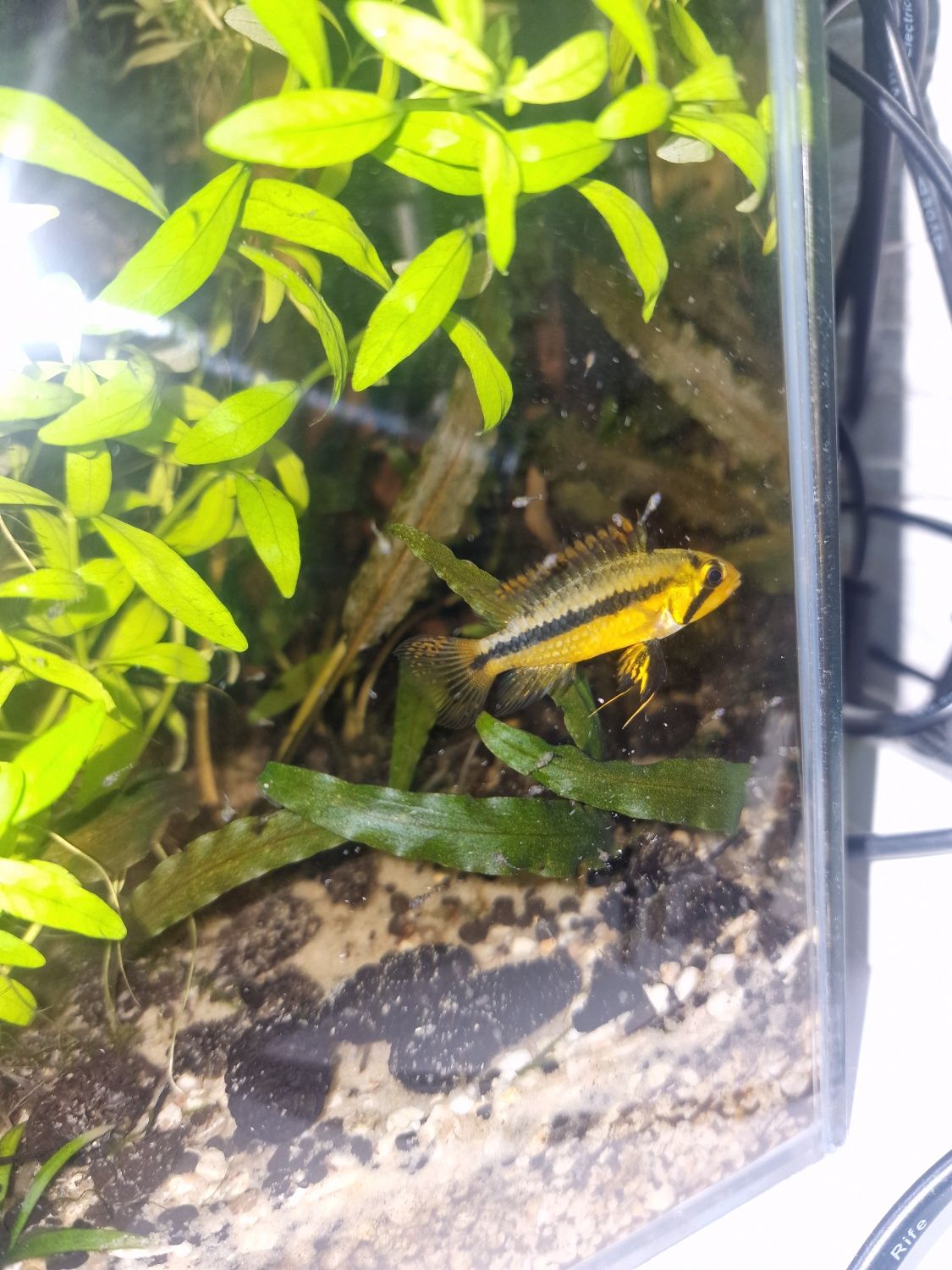 Ryba Pielegnica kakadu orange, Apistogramma cacatuoides młode 05.07