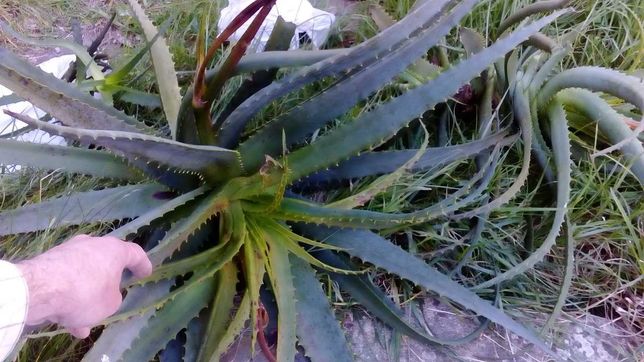 Catos adultos grandes de Aloe Vera com mais de 3 anos