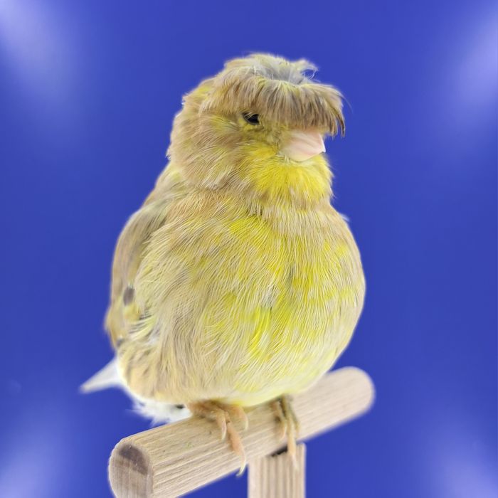 Kanarek, samiczka - sprzedam, Wrocław