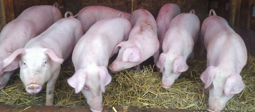 Prosięta 25-40 kg karmione na mokro